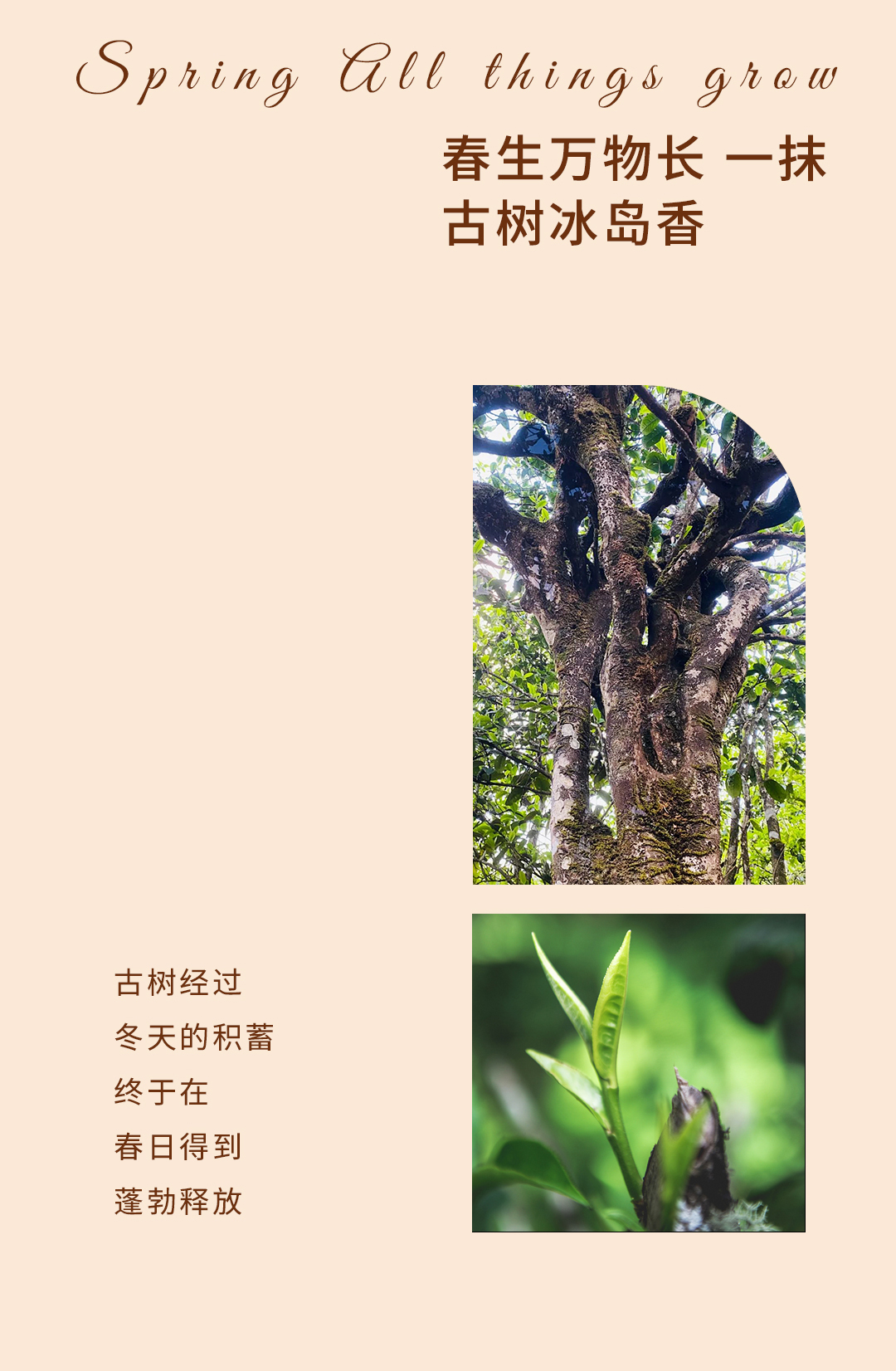 冰岛公众号长图_02.jpg